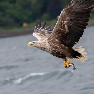 a bird flying over water