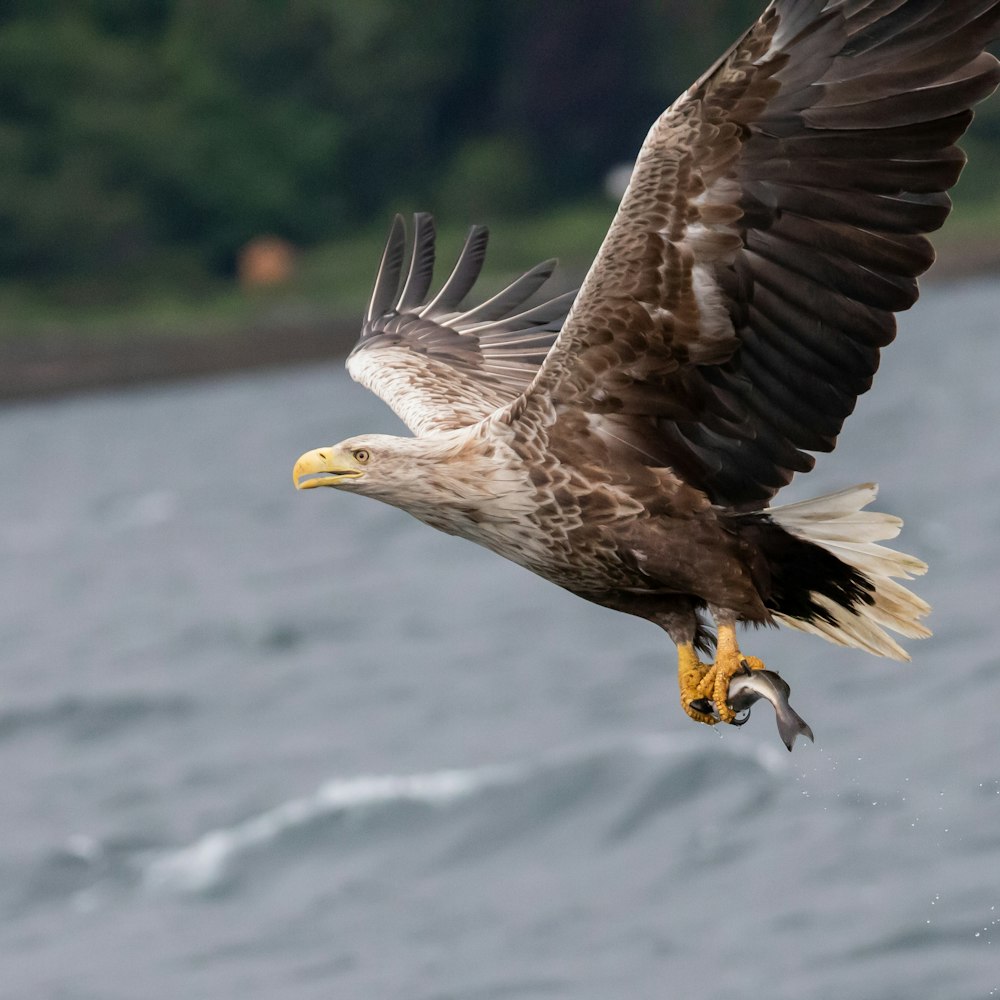 a bird flying over water