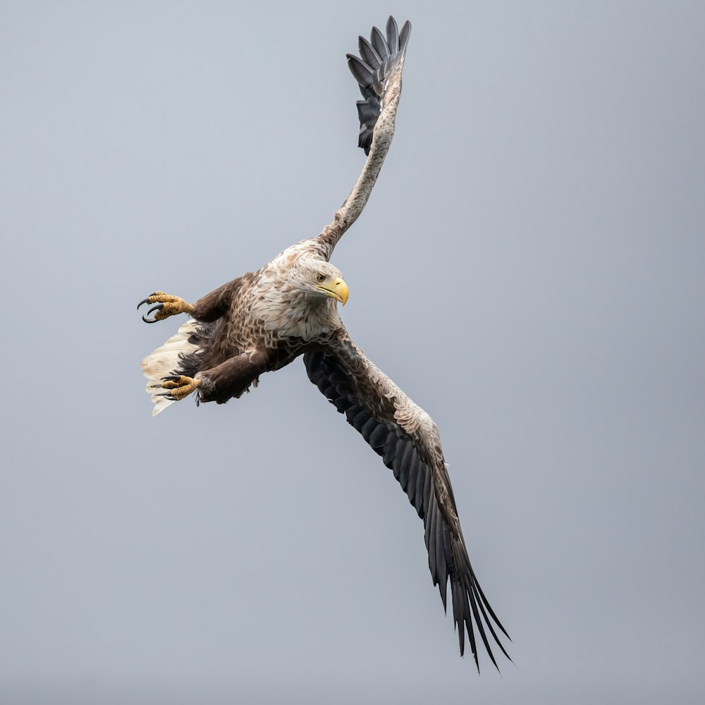 an eagle flying in the sky