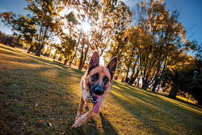 a dog running on grass