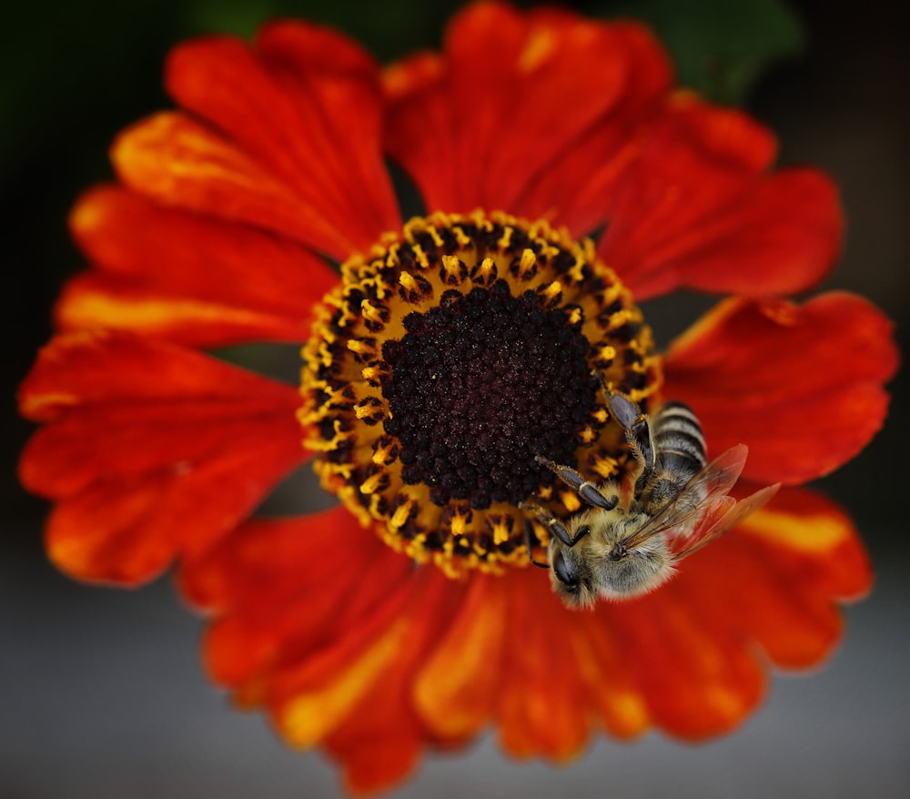 a bee on a flower