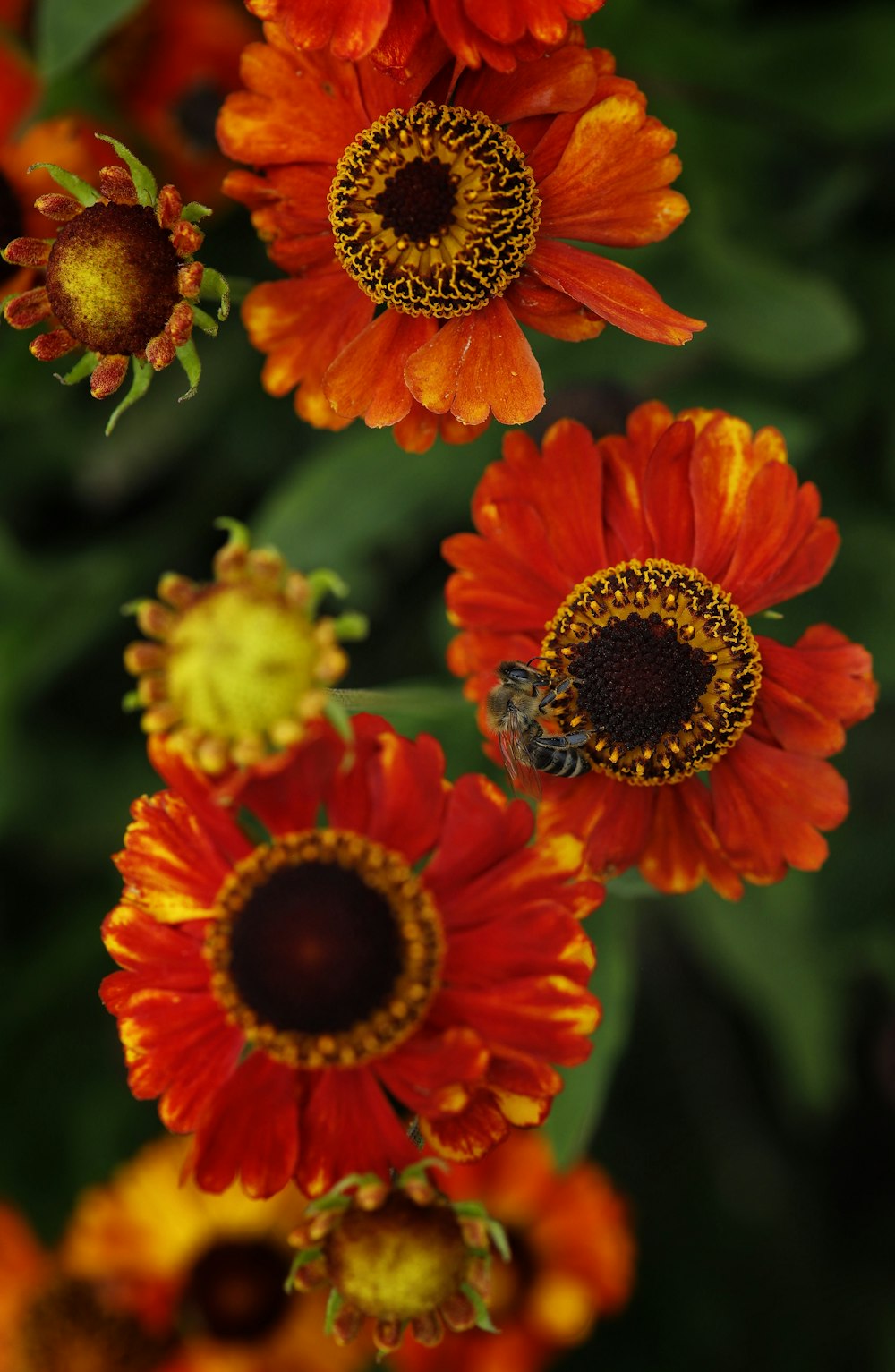 a group of orange flowers