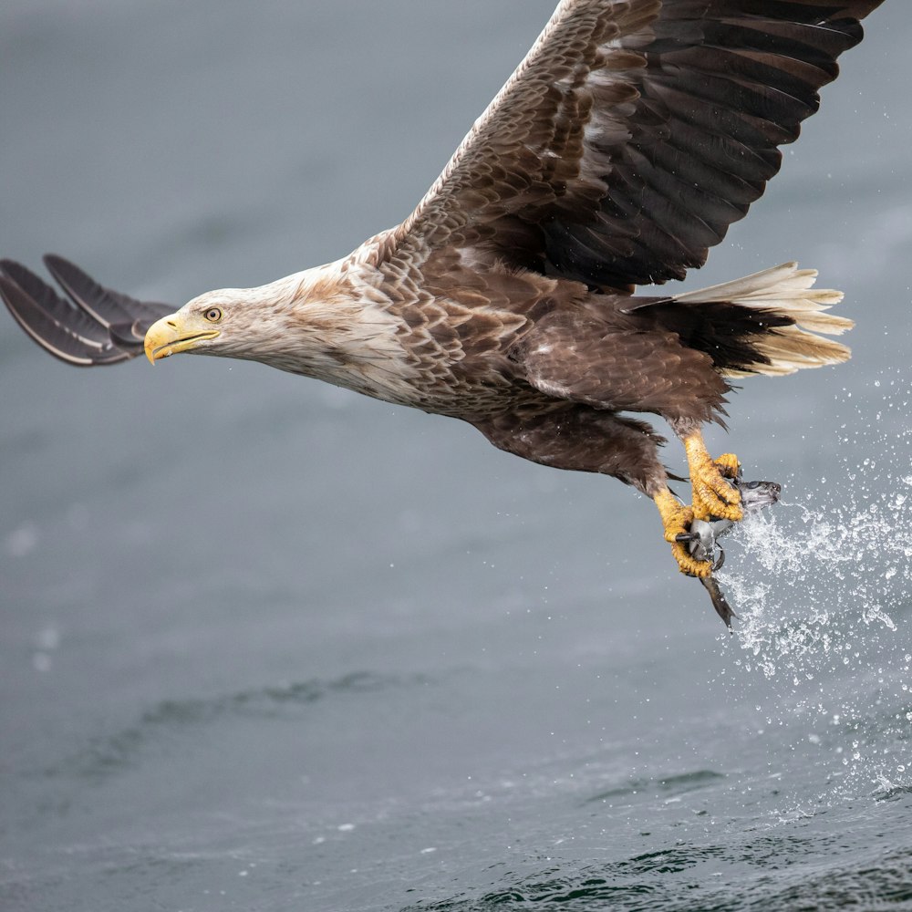 a bird flying over water