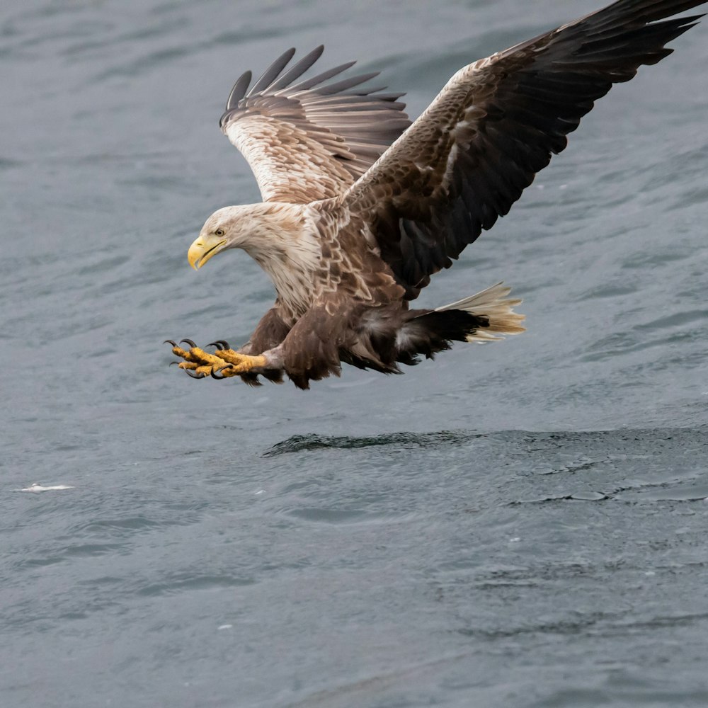 a bald eagle flying over water