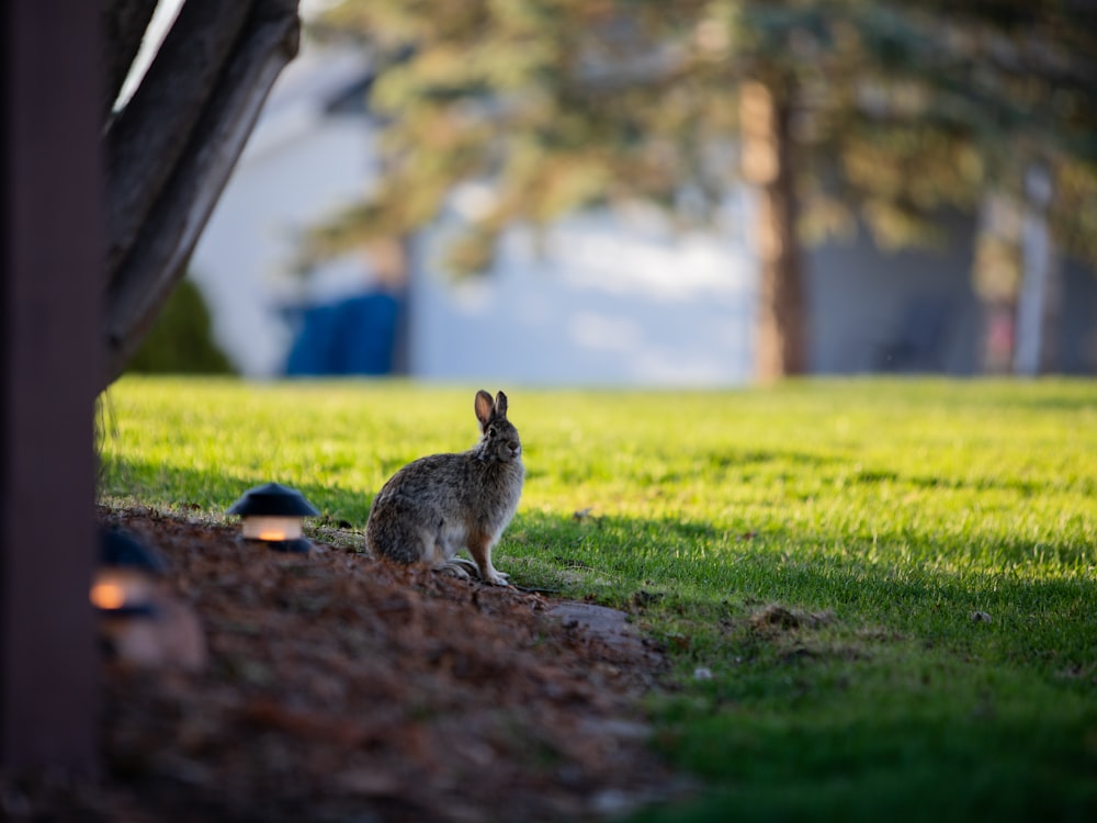 a rabbit standing on a log