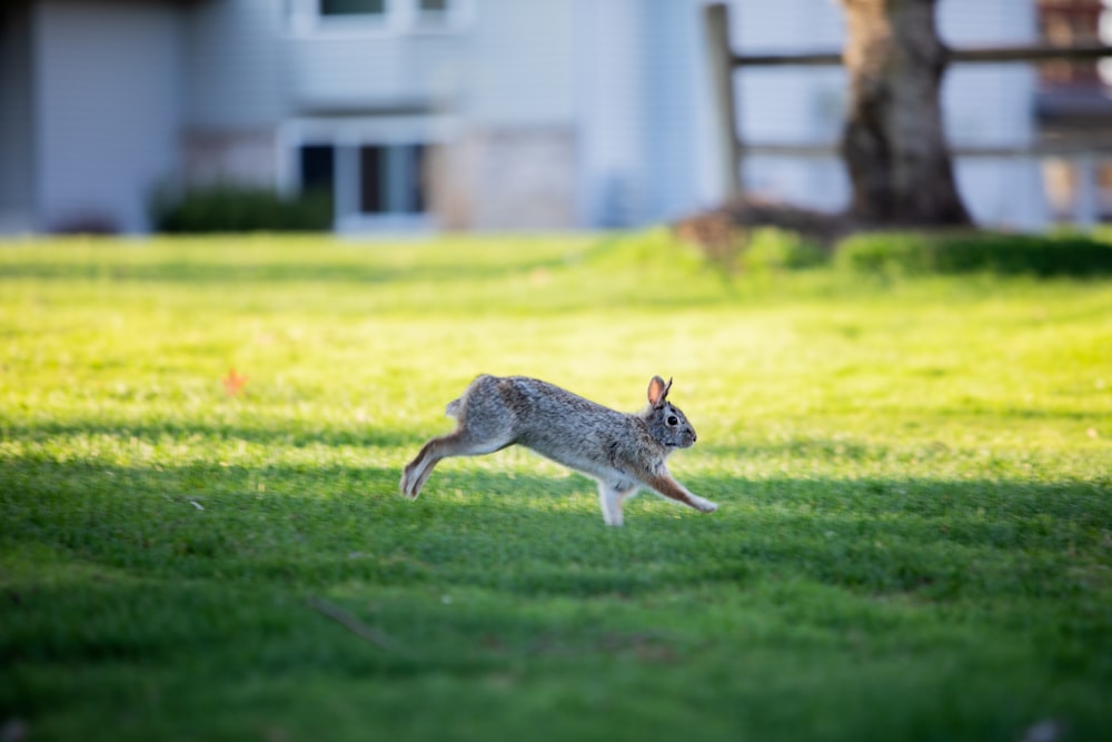 a squirrel running in a yard