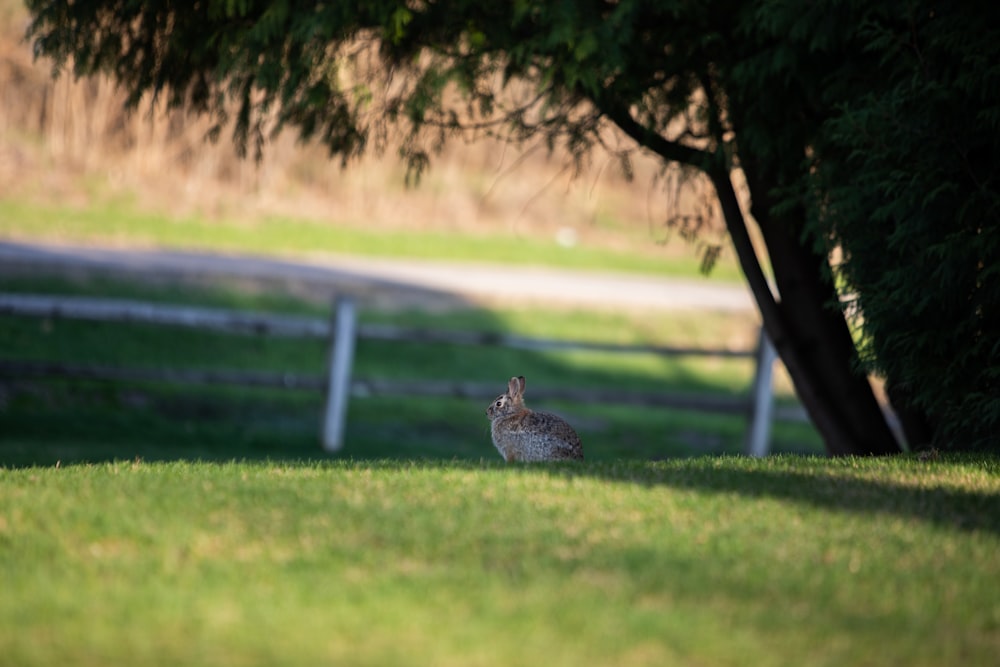 a rabbit sitting in a grassy field