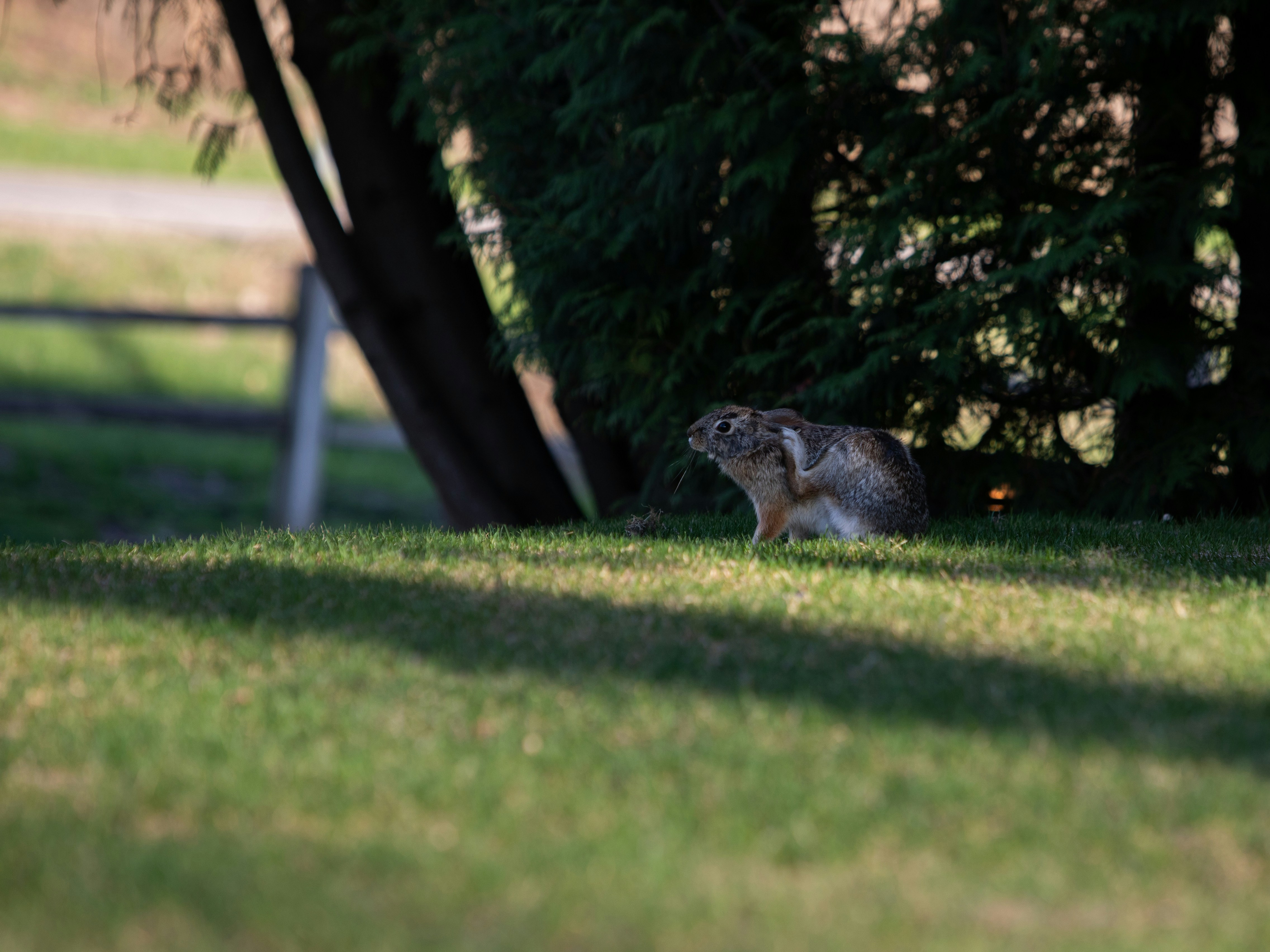 a rabbit in a grassy area