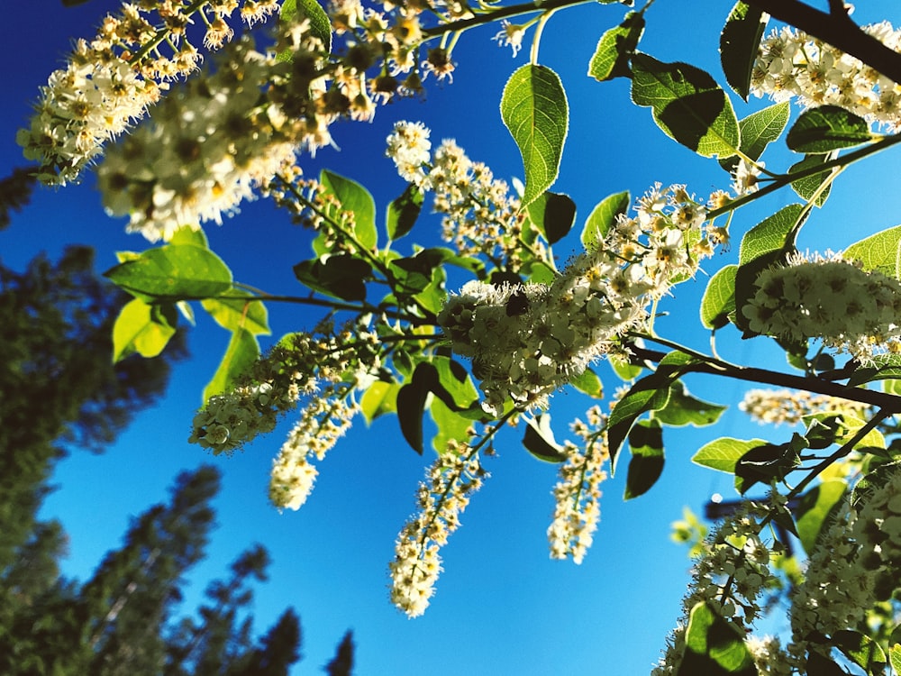 a tree with leaves