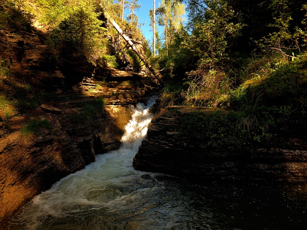 a river running through a forest