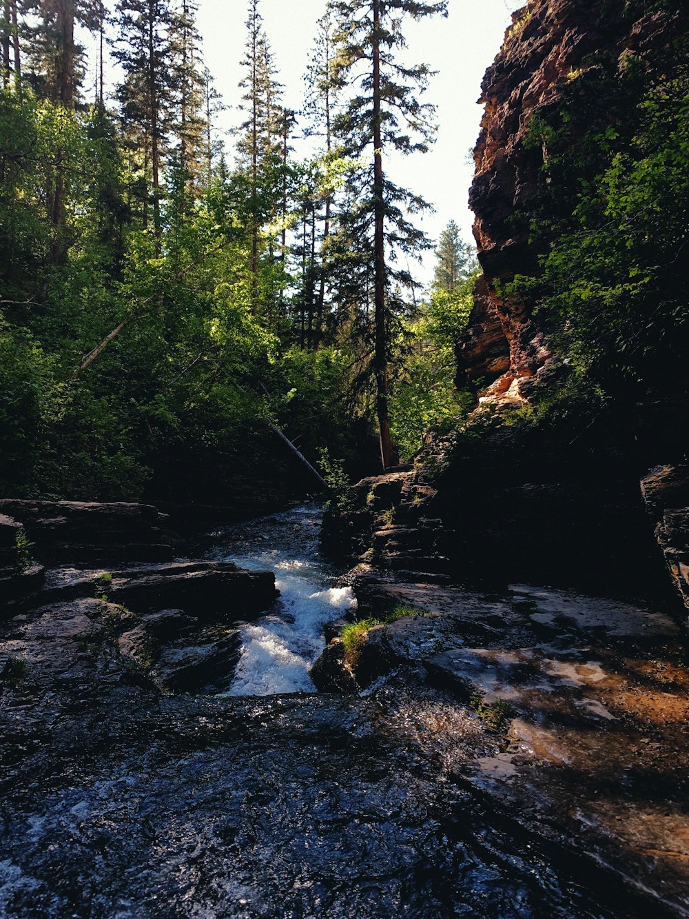 a river running through a forest