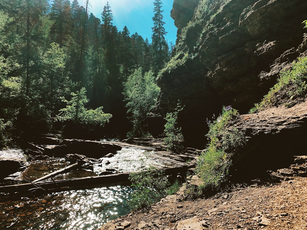 a river running through a forest