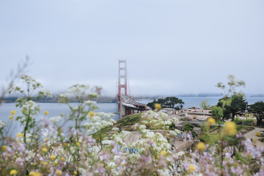 a field of flowers with a bridge in the background