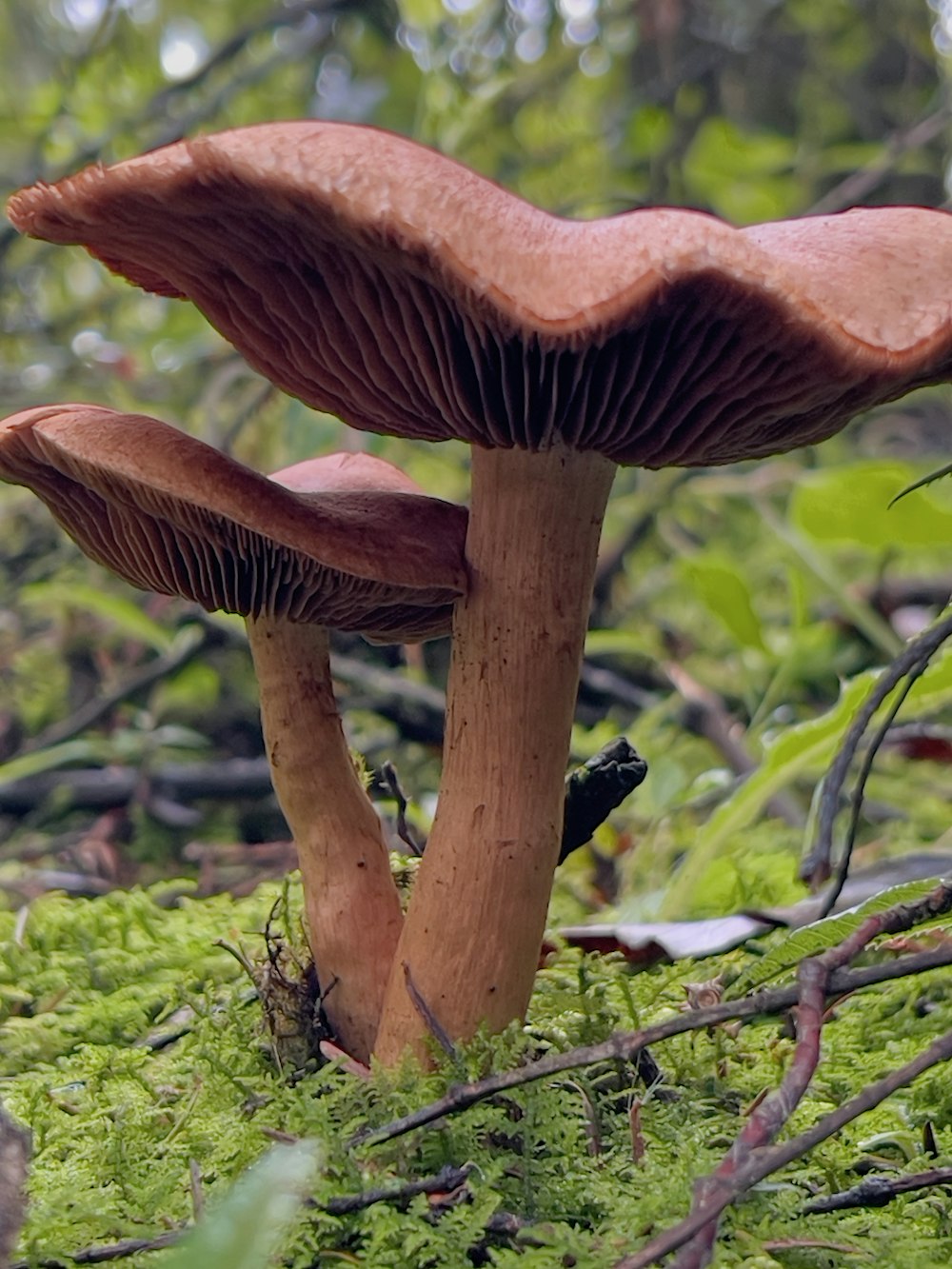 a close up of mushrooms