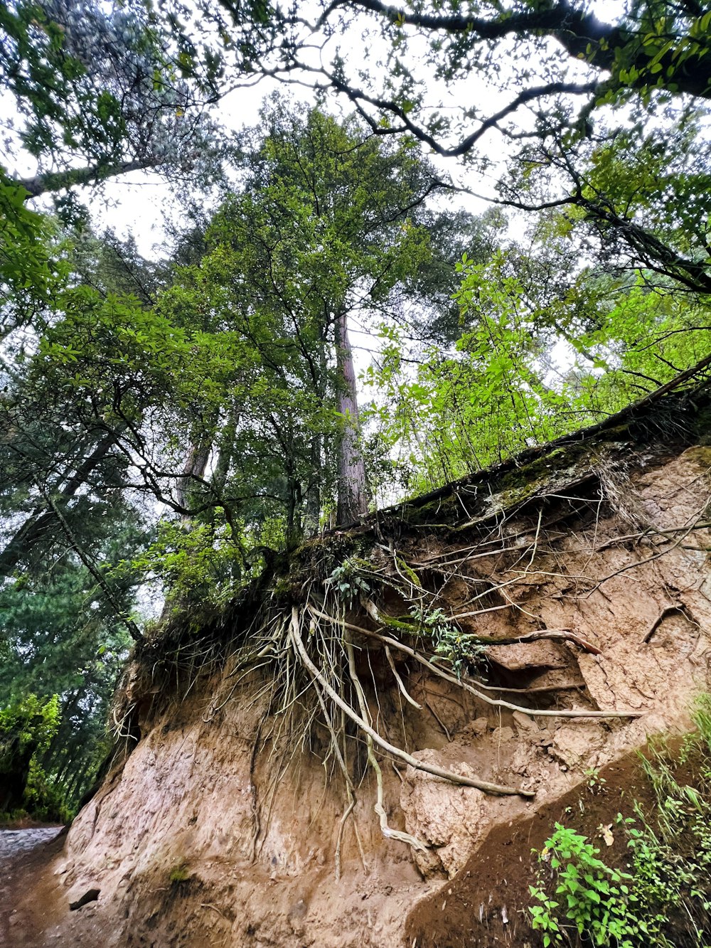 a tree with many branches