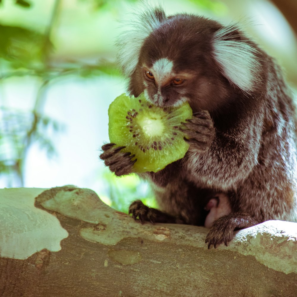 a monkey eating watermelon