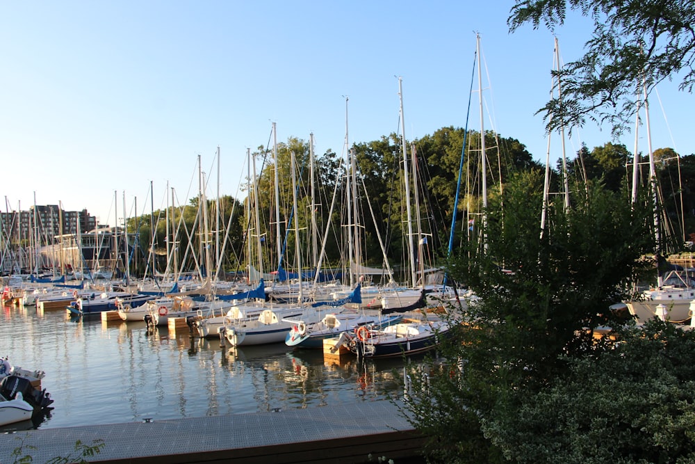 a marina full of sailboats