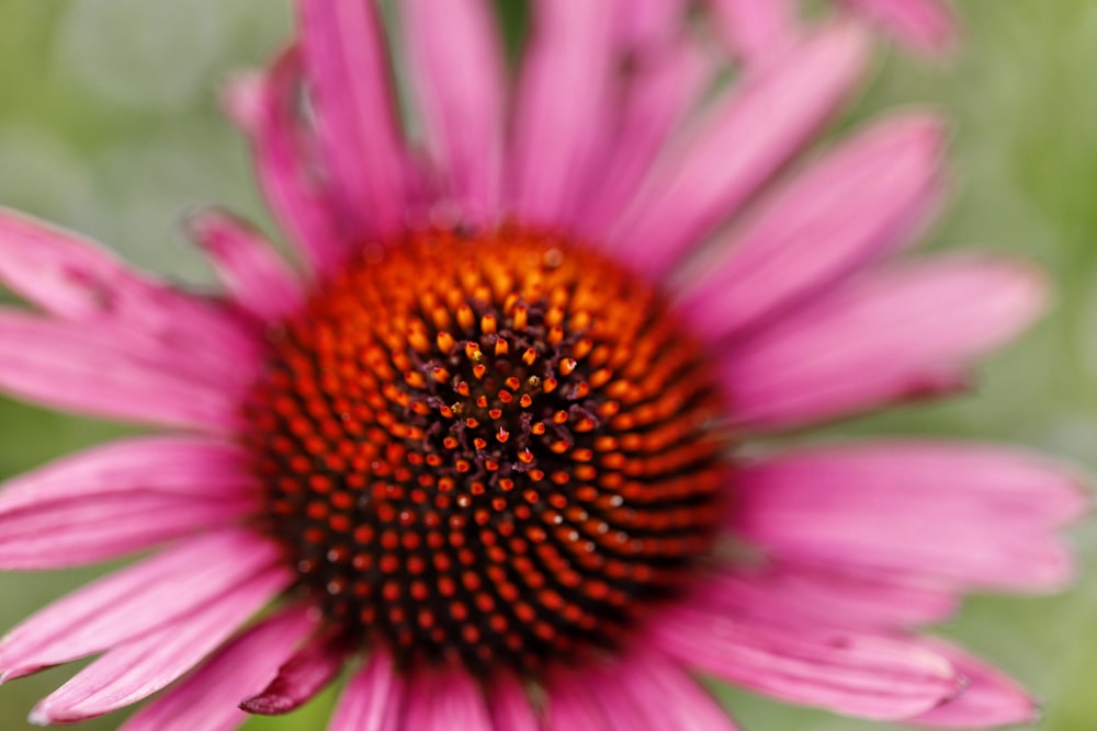 a close up of a flower