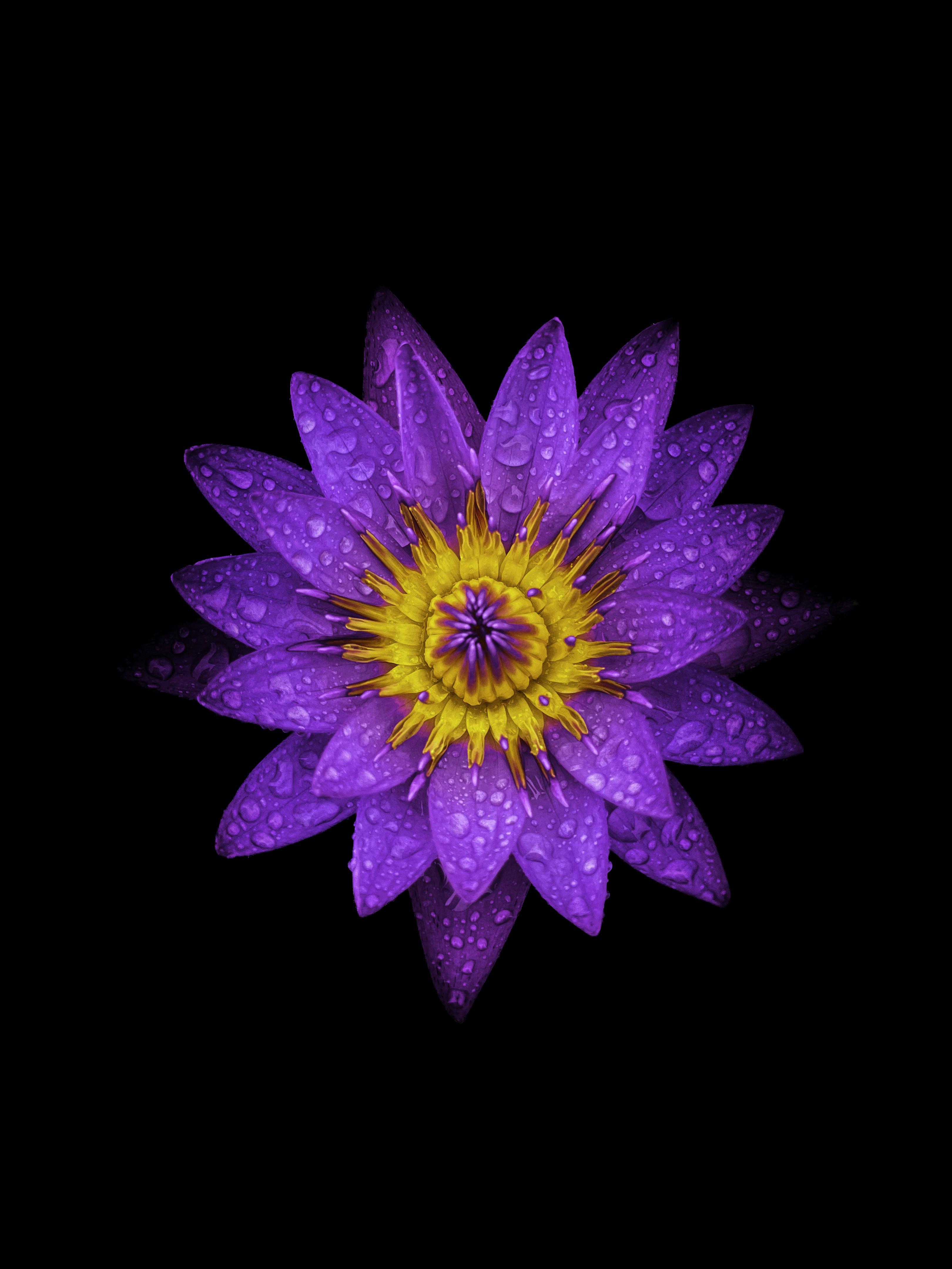 a purple flower with yellow center