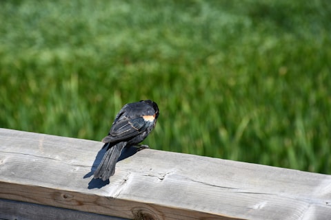 a couple of birds sit on a wood bench