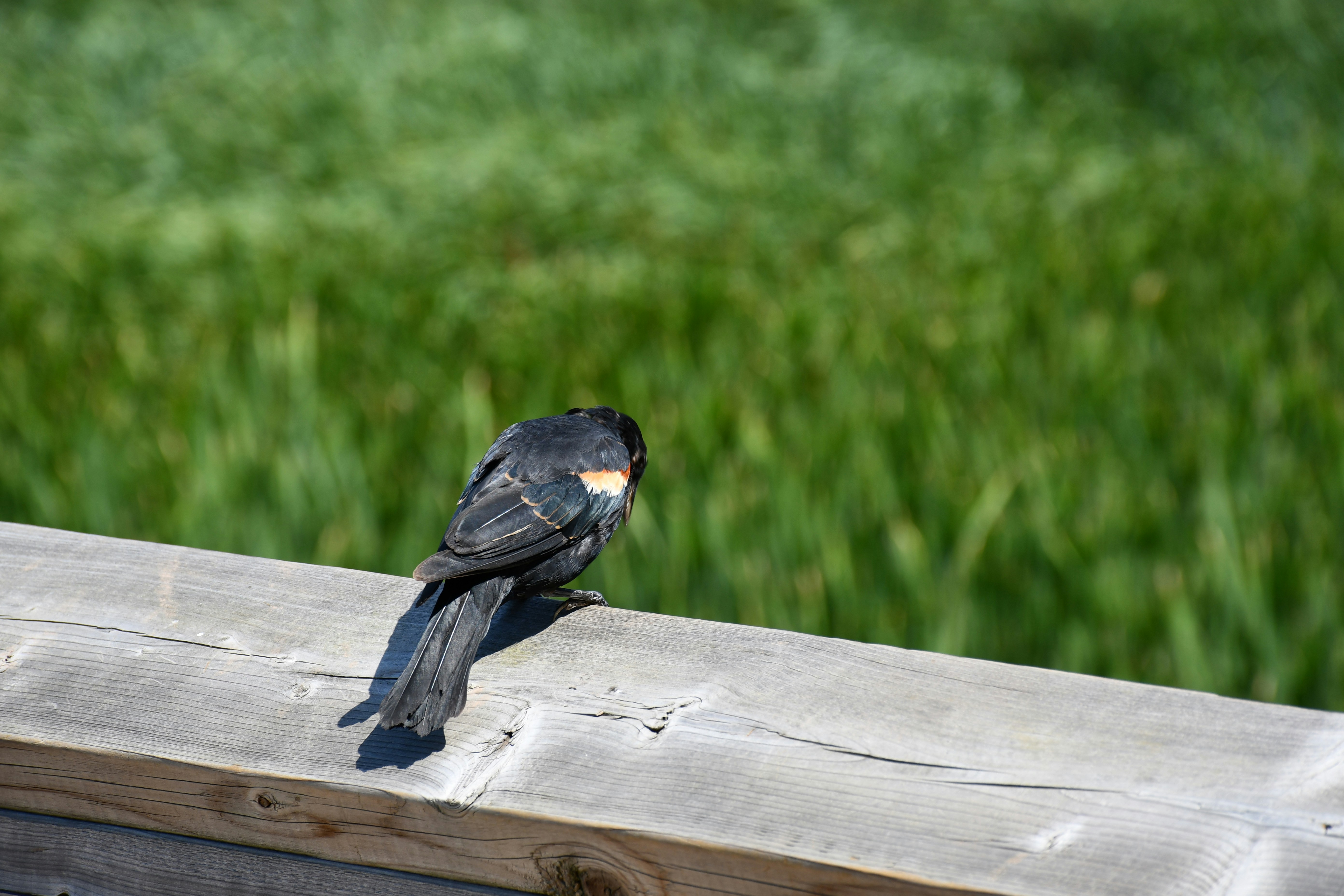 a couple of birds sit on a wood bench
