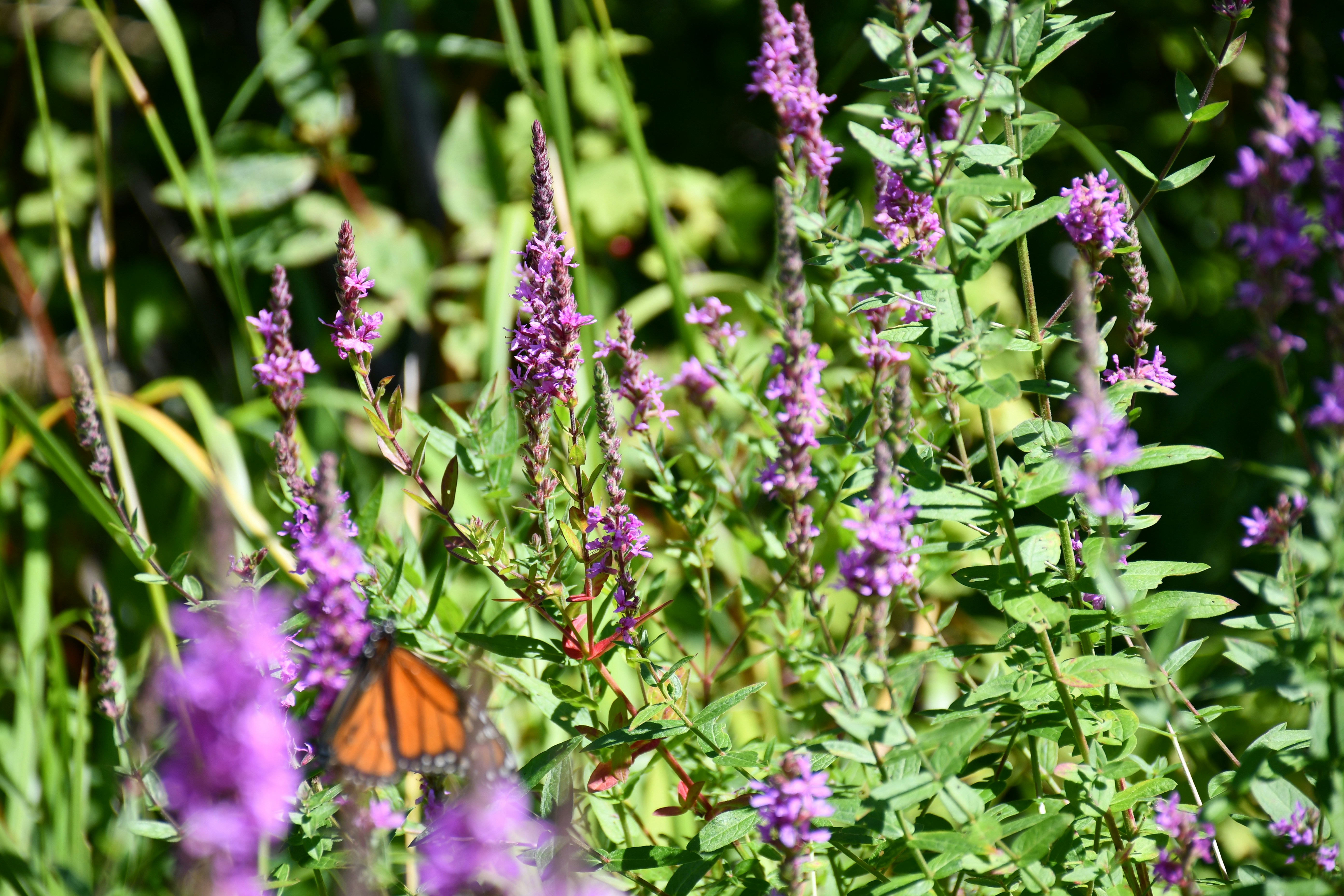 Butterfly Conservation Tourism