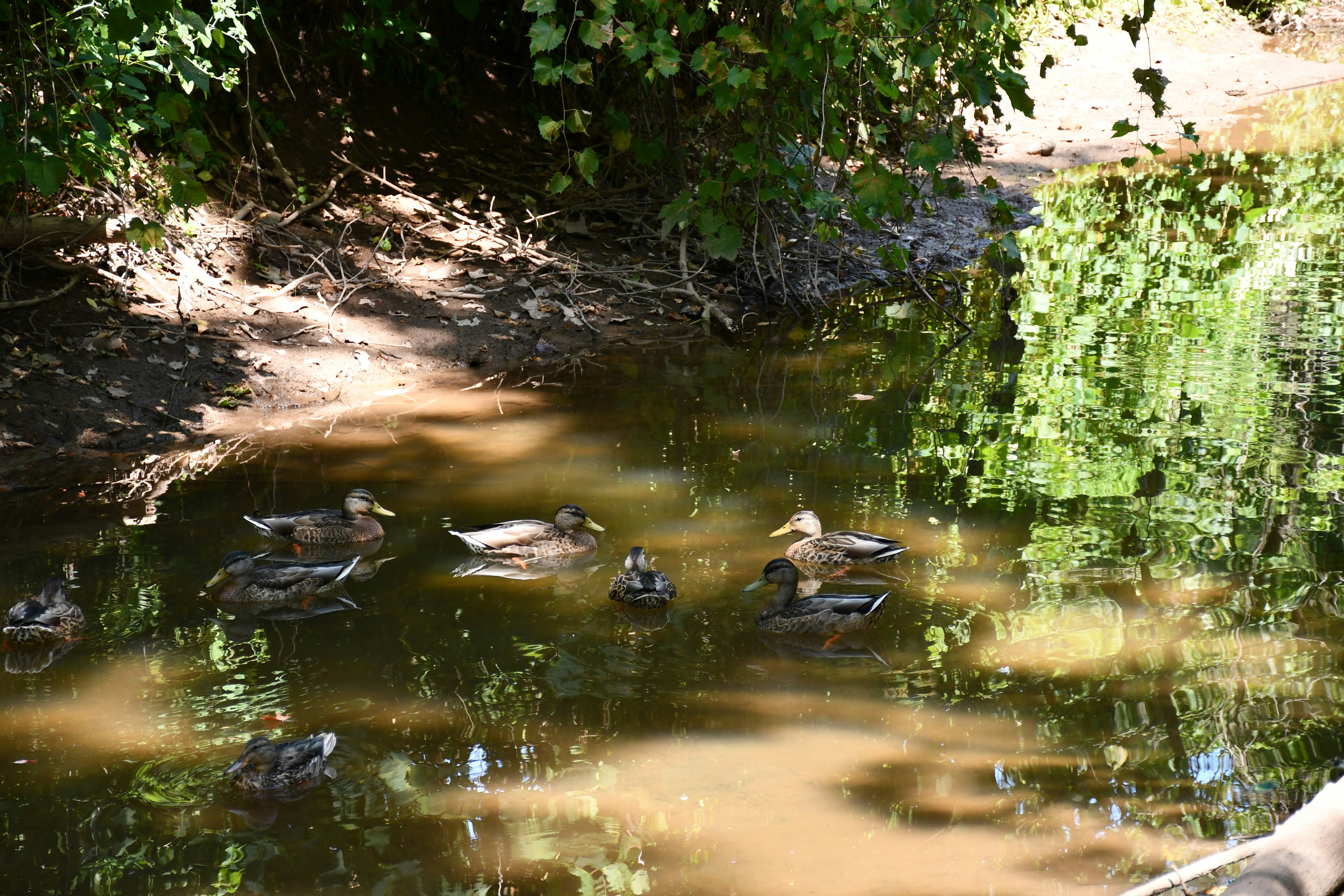 a group of ducks in a pond