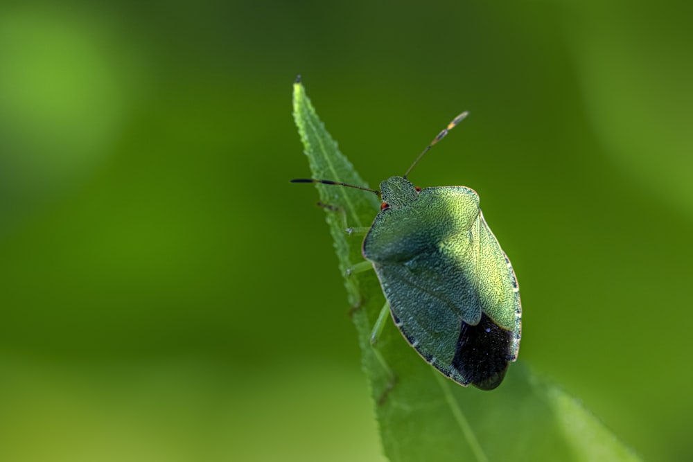 a bug on a leaf