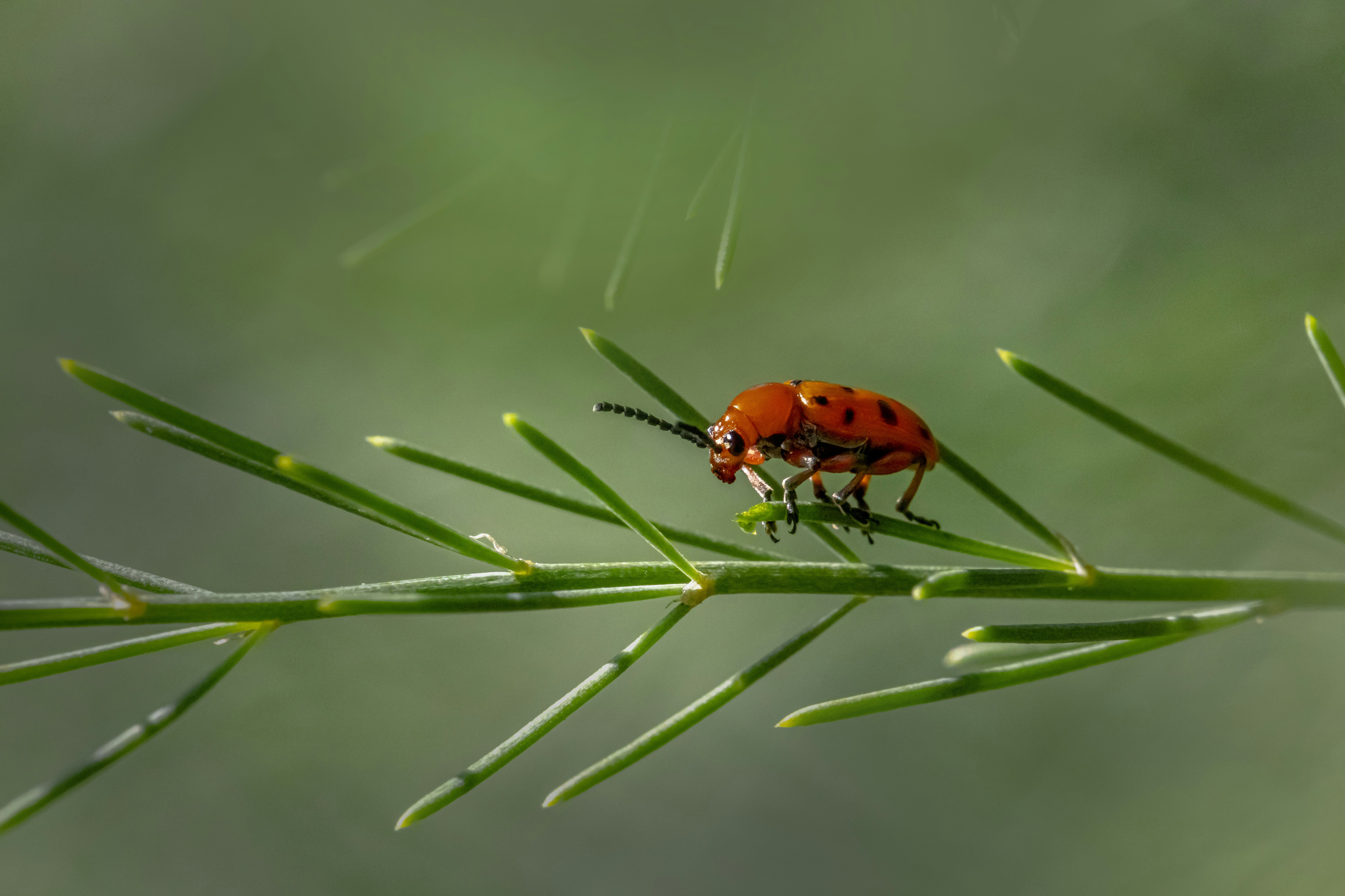 Photo by erik_karits