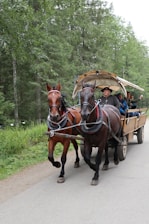 A horse-drawn carriage with two brown horses travels along a paved path. The carriage is covered with a canopy, and several people are seated inside, including a driver wearing a hat. The scene is set in a lush, green forest, creating a tranquil atmosphere.