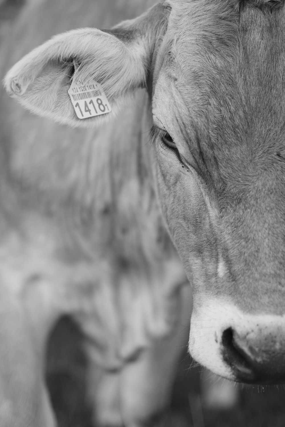 a close up of a cow's face