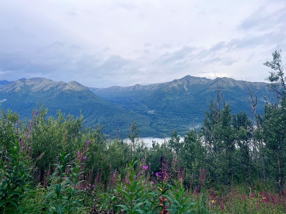 a landscape with trees and mountains in the background