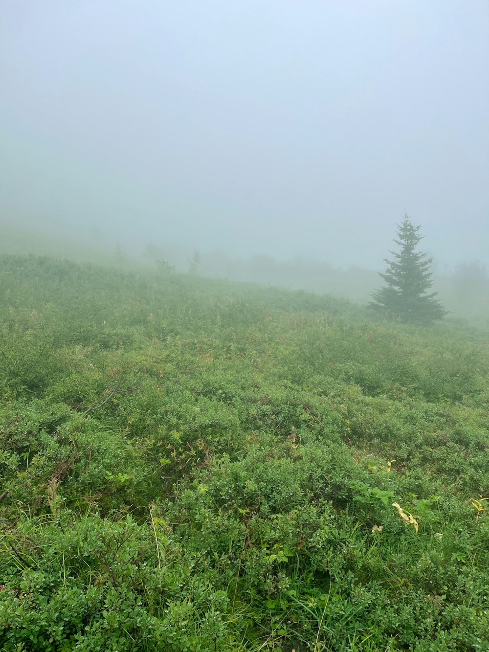 Un campo nebbioso con alberi