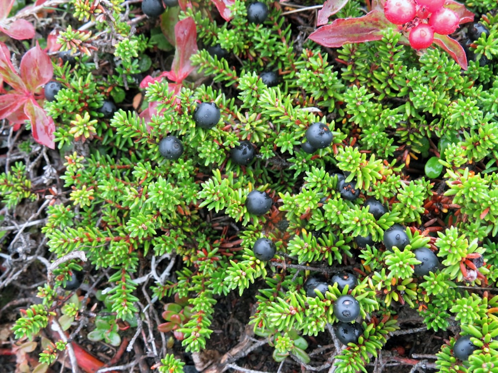 a bush with blue berries