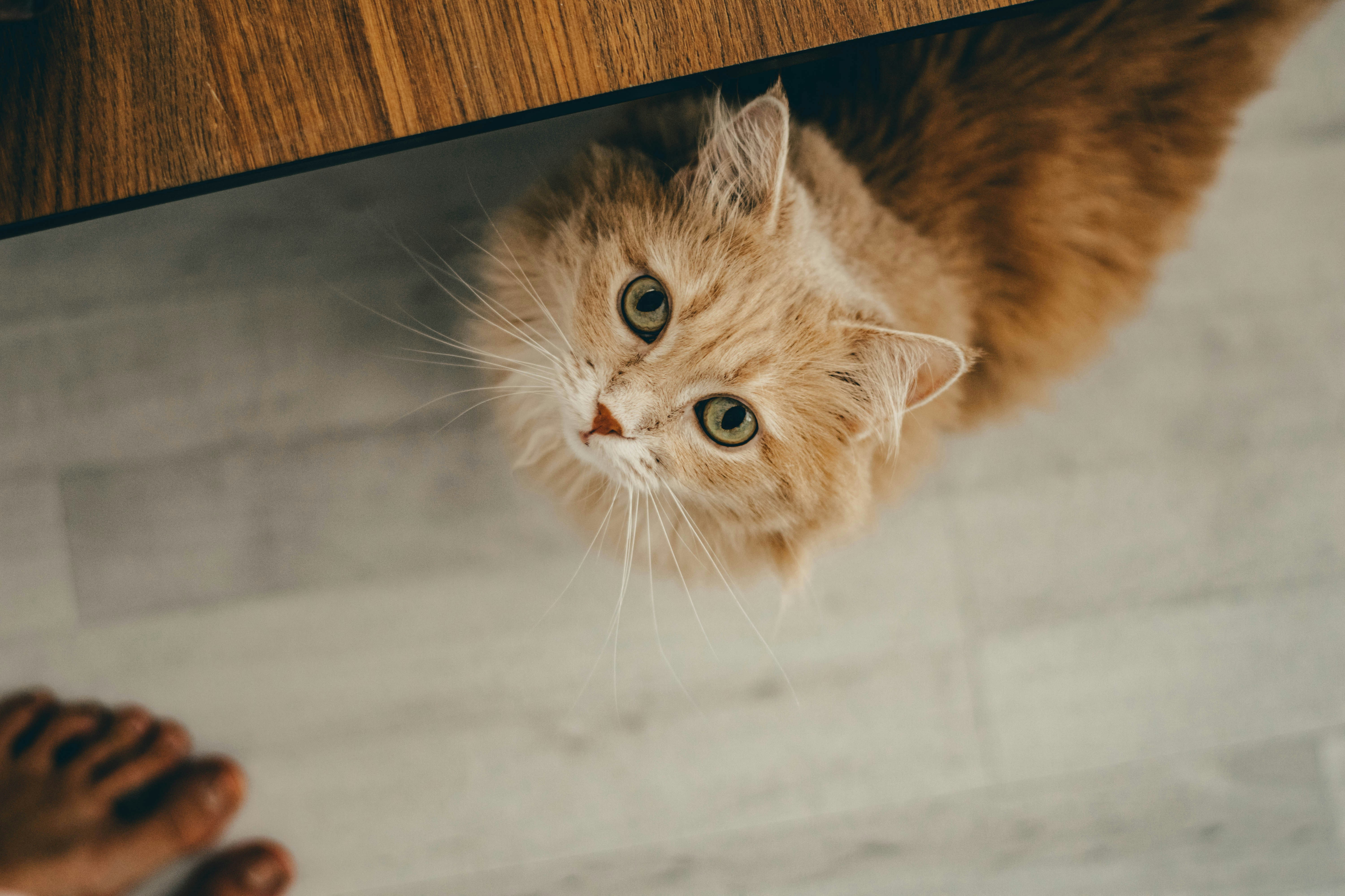 a cat lying on the floor