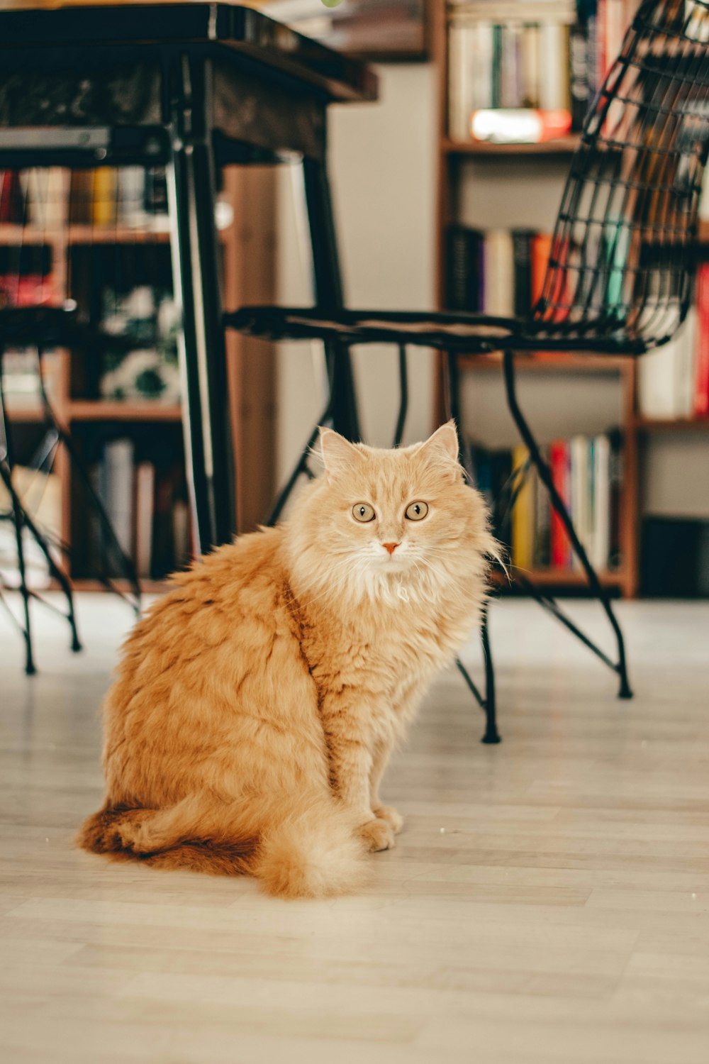 a cat sitting on the floor