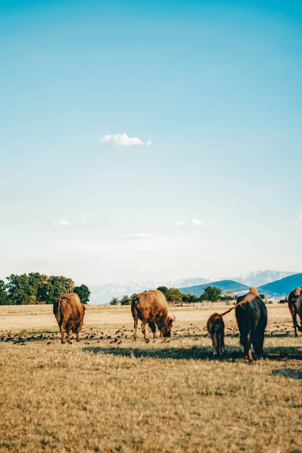 a group of cows stand in a field