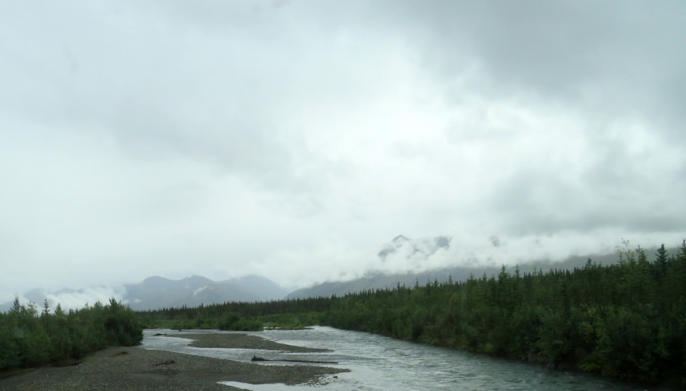 a river with trees on the side