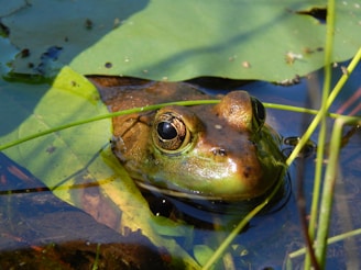 A frog with large, prominent eyes partially submerged in water, surrounded by green leaves and thin stems. The water surface reflects some light, creating a shiny appearance on the frog's skin.