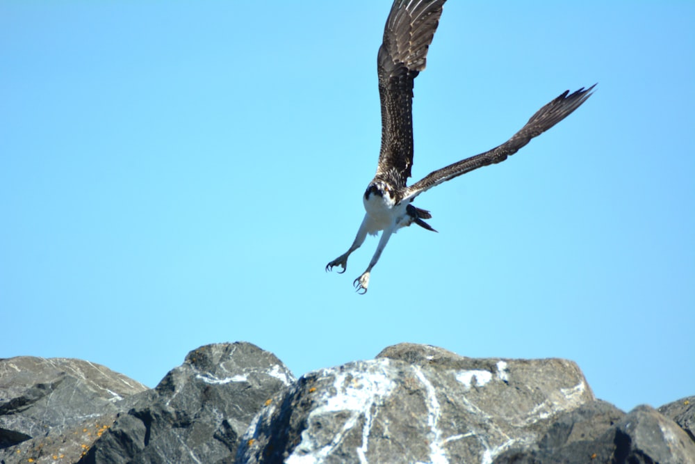 Un pájaro volando sobre las rocas