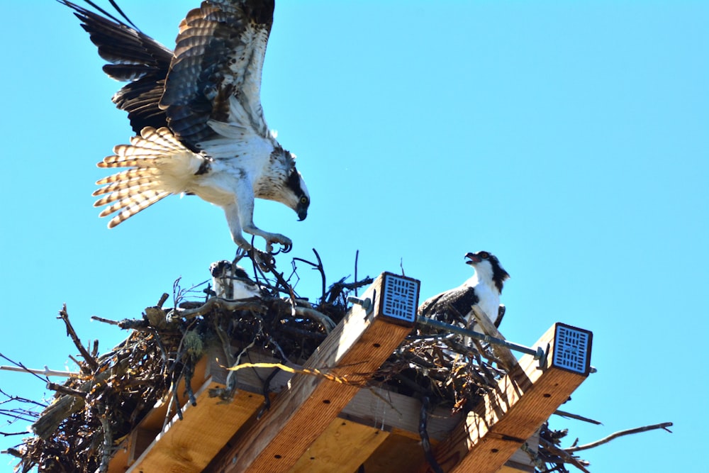 a couple of birds on a nest