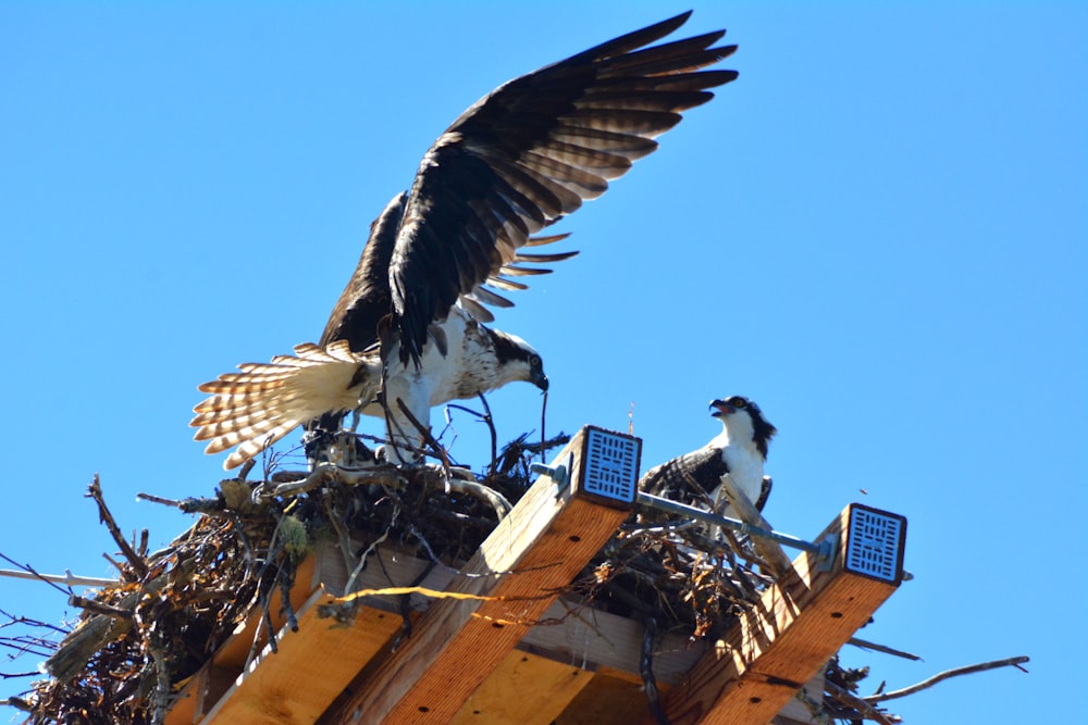 a bird landing on a nest