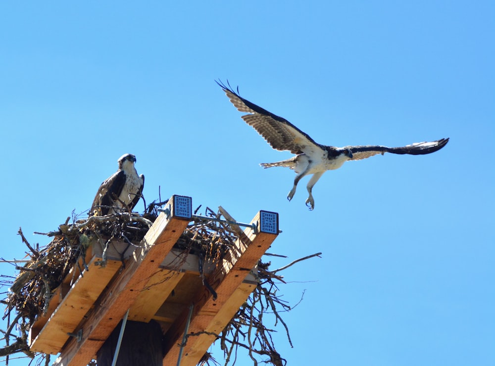 a couple of birds on a roof