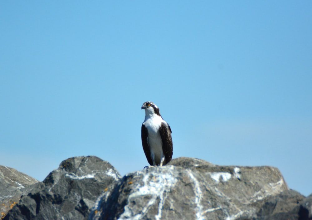 um pinguim de pé em uma rocha