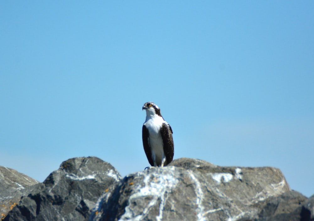 a penguin standing on a rock