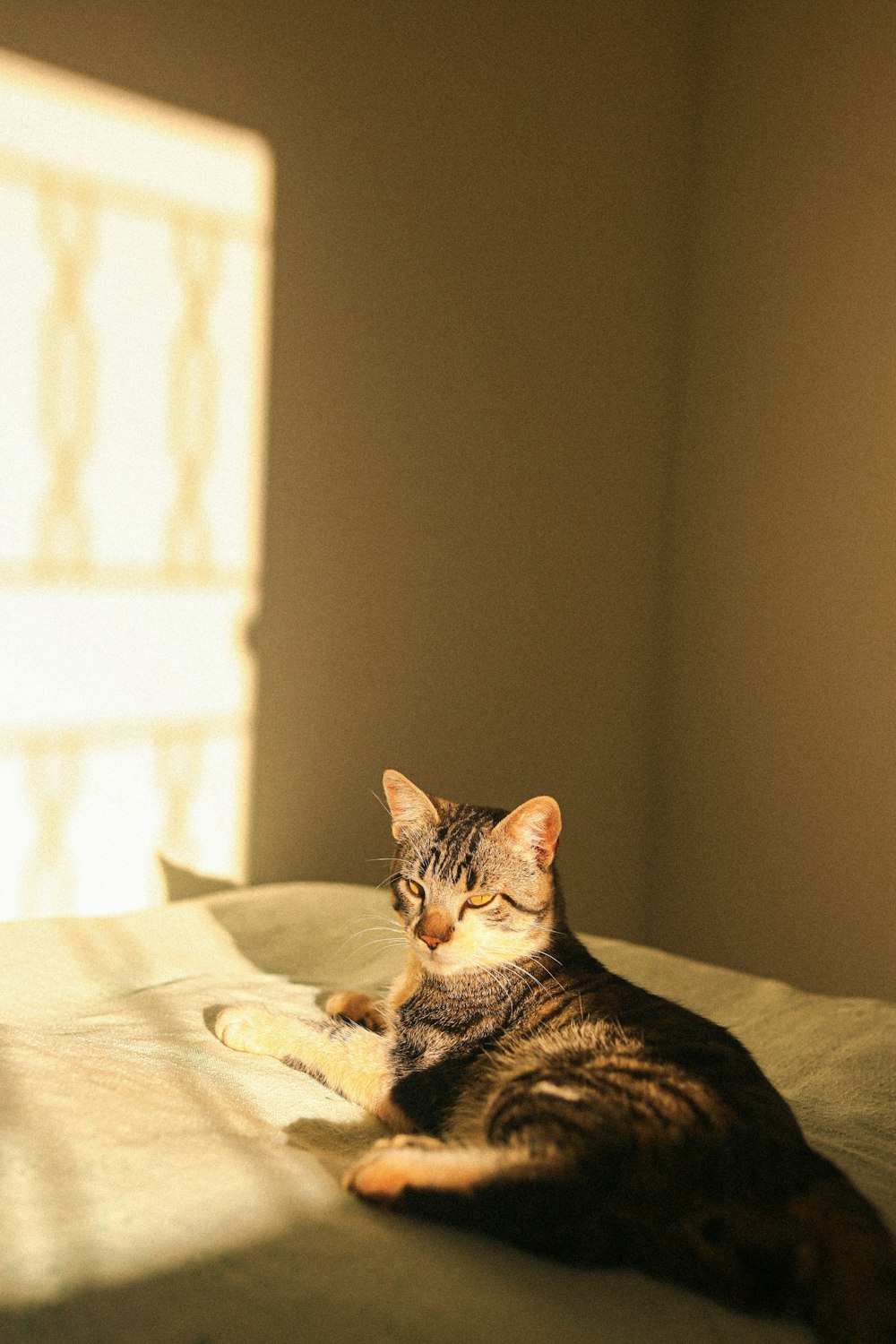 a cat lays on a bed