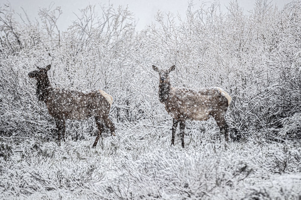 a group of deer in a field