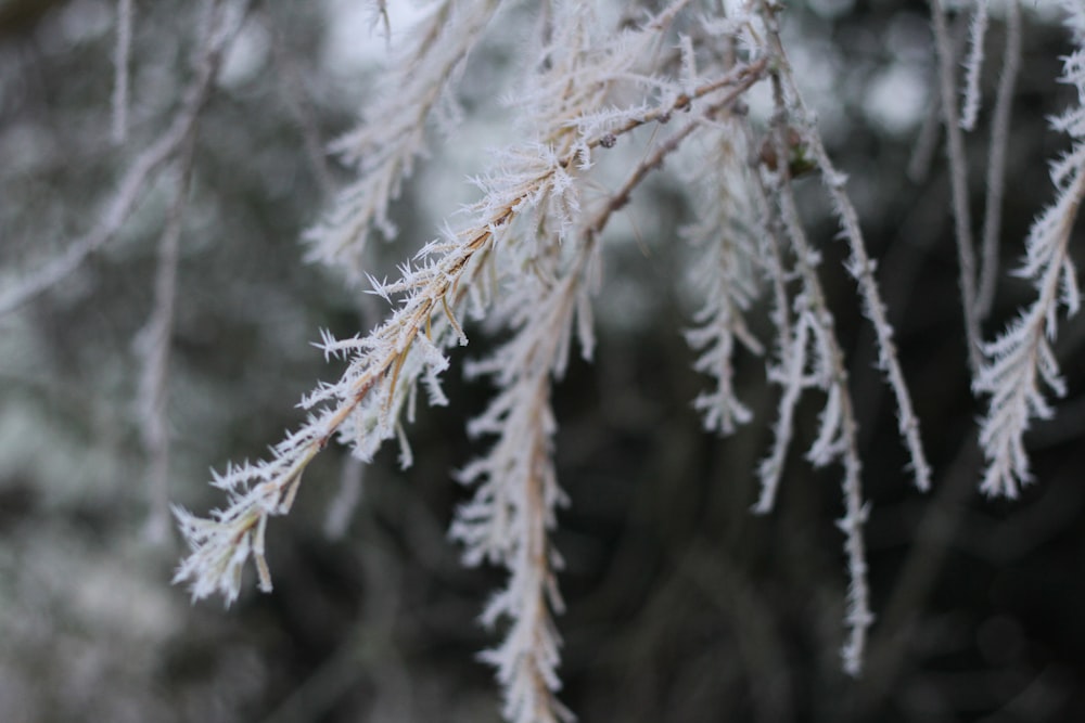 a close up of a branch with frost on it