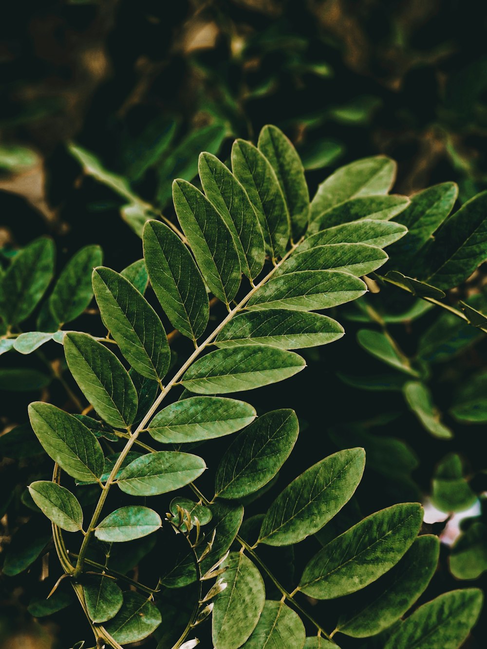 a close up of a plant