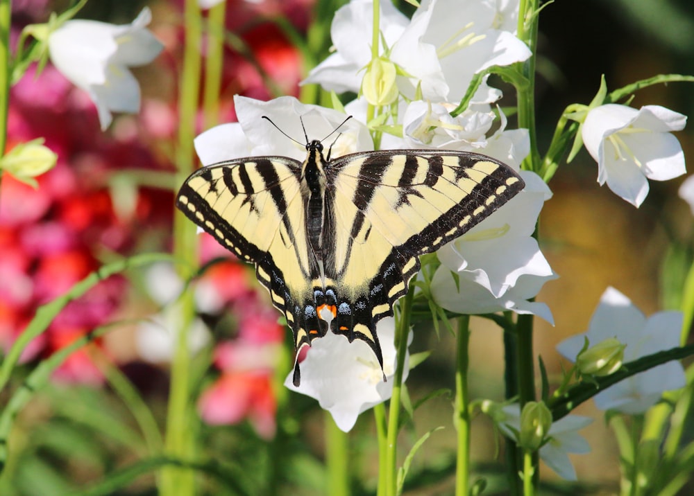 a butterfly on a flower